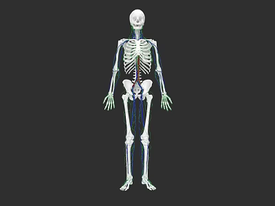 Human Skeletal System Anatomical 3D Model With Detailed Bone Structure Visualization 3d model