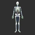 Human Skeletal System Anatomical 3D Model With Detailed Bone Structure Visualization