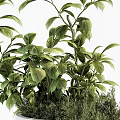 Stylish Potted Bonsai Plants With Lush Green Foliage And Textured White Pots