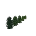 Evergreen Trees in Various Sizes with Dense Green Foliage for Landscaping Use