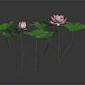 Lotus Plants With Pink Flowers And Green Leaves On Dark Background With Reflection