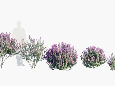 Vibrant Purple Flowering Shrubs In Outdoor Garden With Decorative Landscaping Features 3d model