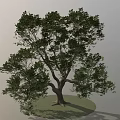 Lush Arbor With Thick Trunk Spreading Branches Green Foliage On Grass Ground With Shadow 3d model