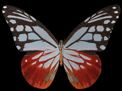 Vibrant Butterfly with Blue White Red Wings and Spots on Black Background 3d model