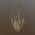 Ornamental Grass Plant With Slender Stems And Brown Spiked Tops For Decorative