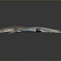 Vibrant Lizard With Blue Spots Orange Tail And Gray Body On Dark Surface