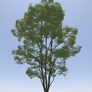 Landscape Arbor Tree 3d model