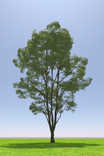 Landscape Arbor Tree 3d model