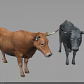 Two Brown and Gray Bulls Standing Calmly on Light Colored Smooth Surface 3d model
