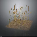 Golden Wheat Stalks Growing On Square Sandy Ground With Dark Background