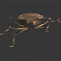 Brown Spotted Shield Bug With Long Legs And Antennae On Dark Background 3d model