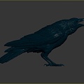 Modern Crow Crow Birds 3d model