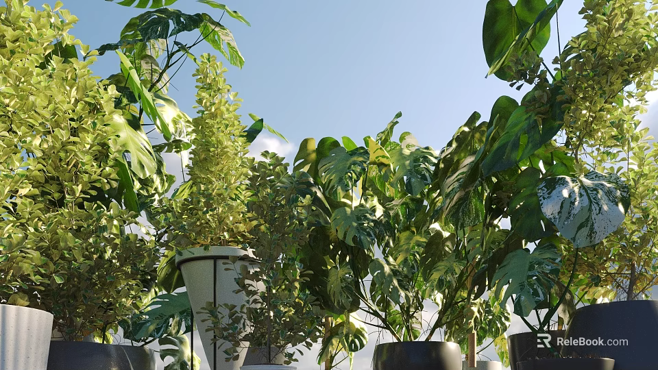 Various Green Potted Bonsai Plants In White And Black Pots For Outdoor 3d model 