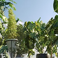 Various Green Potted Bonsai Plants In White And Black Pots For Outdoor