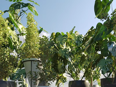 Various Green Potted Bonsai Plants In White And Black Pots For Outdoor 3d model