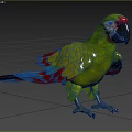 Green Parrot With Colorful Feathers Red Blue Wings Standing In Natural Outdoor Setting