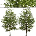 Modern Landscape Trees Poplar Maple Pine Trees Big Trees Tropical Trees 3d model
