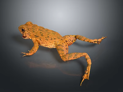 Brown Frog with Spotted Skin Lying on Dark Reflective Surface 3d model