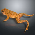 Brown Frog with Spotted Skin Lying on Dark Reflective Surface