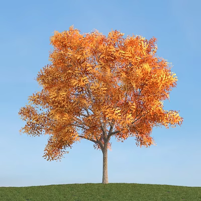 Tall Arbor With Vibrant Orange Yellow Leaves Against Clear Blue Sky 3d model