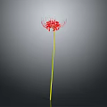 Red Spider Lily Plant With Long Yellow Stem Against Gray Background