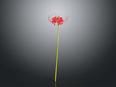 Red Spider Lily Plant With Long Yellow Stem Against Gray Background 3d model
