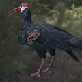 Colorful Flying Bird With Red Head Long Beak Green Brown Feathers And Red Legs
