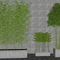 Tall and Short Bamboo Plants in Concrete Planters Against Textured Stone Wall
