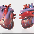 Human Chest Organ Anatomical Model Two Realistic Heart Structures With Blood Vessels