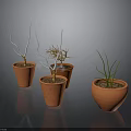 Plants in Terracotta Pots Various Types Including Bare Branches Green Grass-like on Dark Background