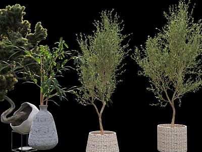 Various Bonsai Potted Plants With Wicker And Stone Planters For Indoor Decor 3d model