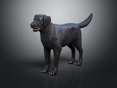 Realistic Black Labrador Dog Standing Isolated on Dark Background with Shiny Coat 3d model