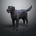 Realistic Black Labrador Dog Standing Isolated on Dark Background with Shiny Coat