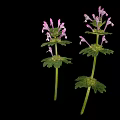 Lamium amplexicaule Perennial Herb Plant With Purple Flowers And April To June Bloom