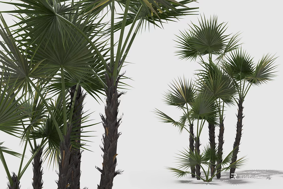Tall Palm Trees With Broad Green Leaves In Natural Plant Landscape On White Background 3d model 