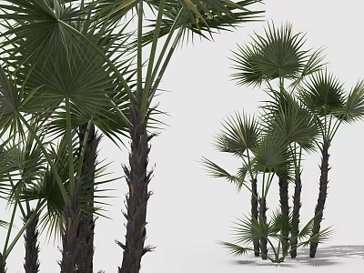 Tall Palm Trees With Broad Green Leaves In Natural Plant Landscape On White Background 3d model