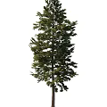 pine tree 3d model