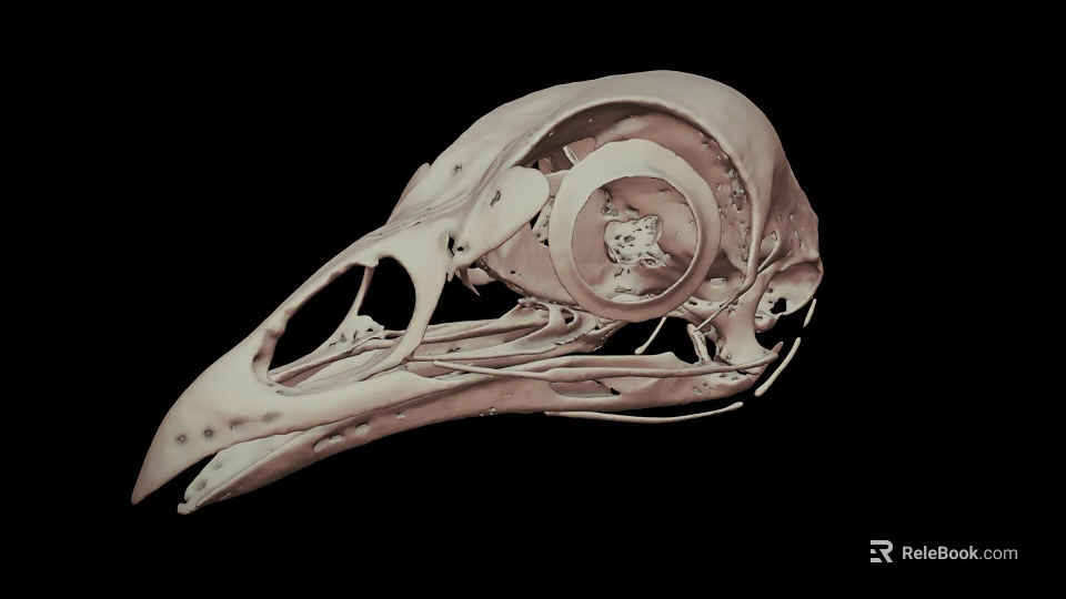 Detailed Bird Skull Anatomy With Intricate Skeletal Structure On Black Background 3d model 
