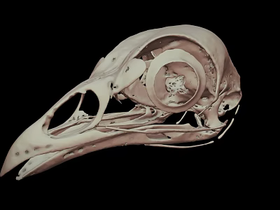 Detailed Bird Skull Anatomy With Intricate Skeletal Structure On Black Background 3d model