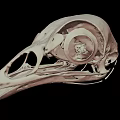 Detailed Bird Skull Anatomy With Intricate Skeletal Structure On Black Background