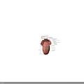 Detailed Medical Device Showing Tongue Dorsum Anatomical Structure With Labeled Parts