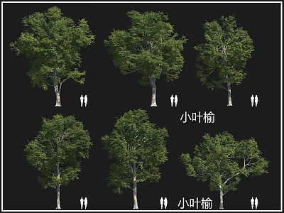 Lobular Elm Arbor Various Growth Forms With Lush Green Foliage For Garden Landscaping 3d model