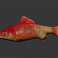 Vibrant Red And Yellow Aquatic Fish Floating On Dark Background With Clear Reflection