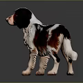 Brown and white dog with fluffy shiny coat standing alert on dark background