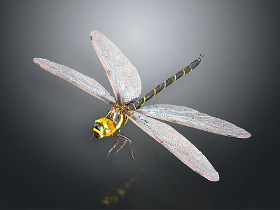 Vibrant Dragonfly With Transparent Wings Yellow Head And Striped Body On Dark Background 3d model