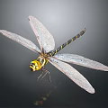 Vibrant Dragonfly With Transparent Wings Yellow Head And Striped Body On Dark Background
