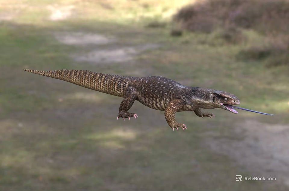 Reptile Lizard in Natural Grassland Habitat Crawling with Scales and Tongue Out 3d model 