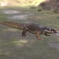 Reptile Lizard in Natural Grassland Habitat Crawling with Scales and Tongue Out