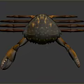 Colorful Aquatic Crab With Orange Claws Legs And Spotted Shell
