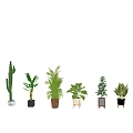 Indoor Decorative Bonsai Potted Plants Various Types With Unique Planters